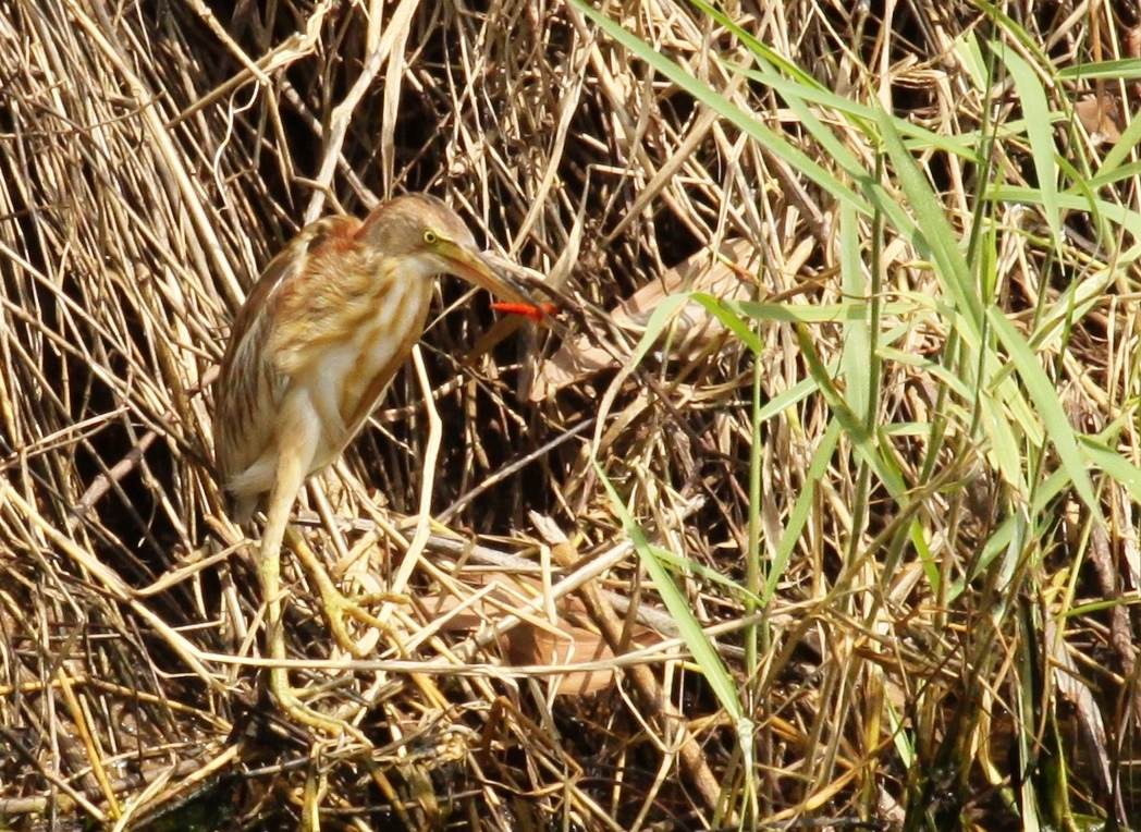 Rohrdommel mit Libelle