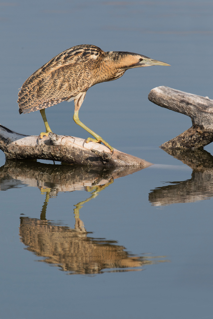 Rohrdommel mit Spiegelung