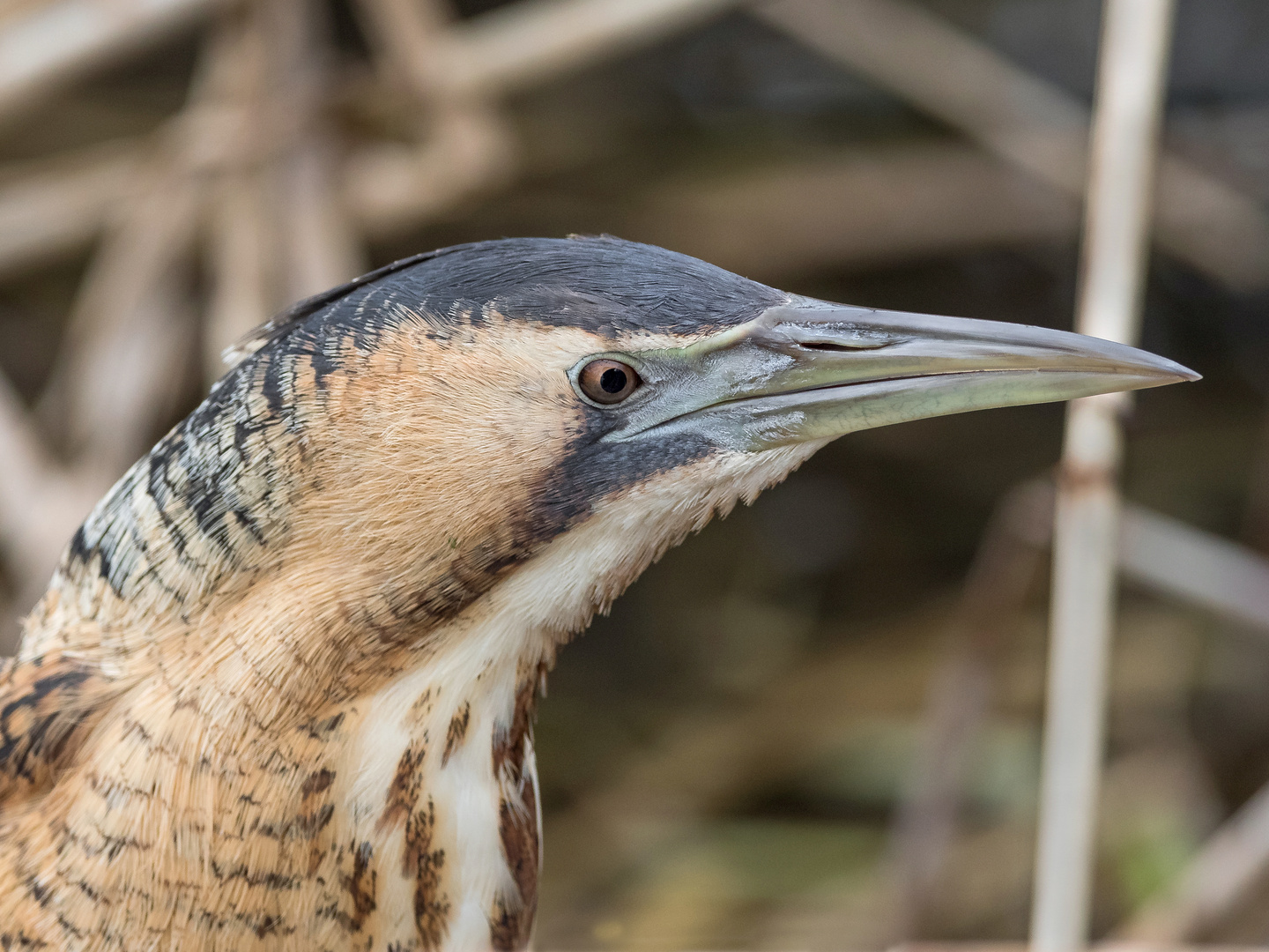 Rohrdommel Portrait