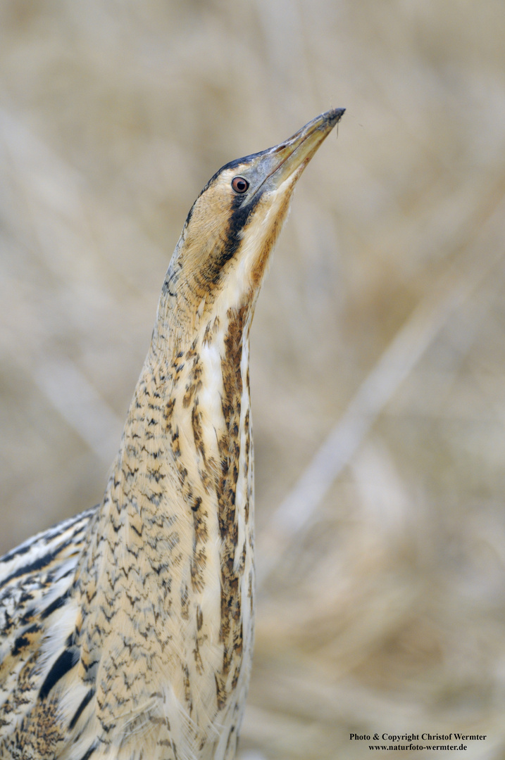 Rohrdommel Portrait