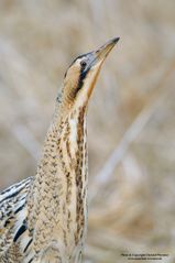 Rohrdommel Portrait