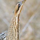 Rohrdommel Portrait