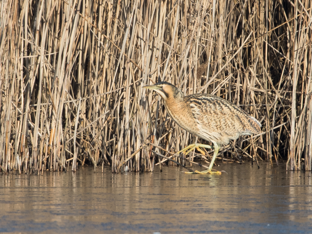 Rohrdommel Spaziergang auf dem Eis