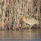 Rohrdommel Spaziergang auf dem Eis