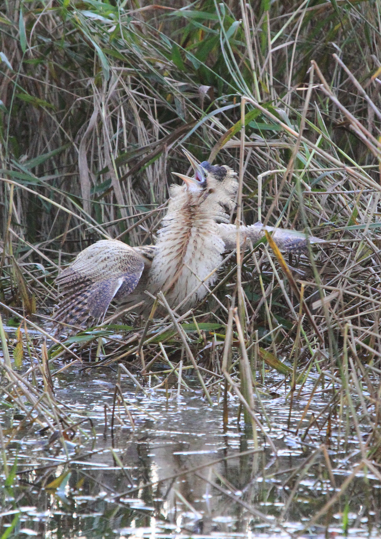 Rohrdommel stinksauer