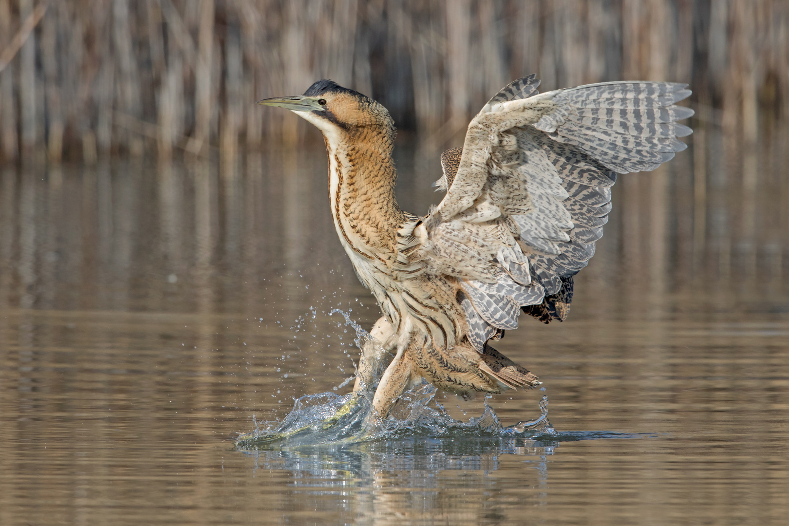 Rohrdommel - Touch down!