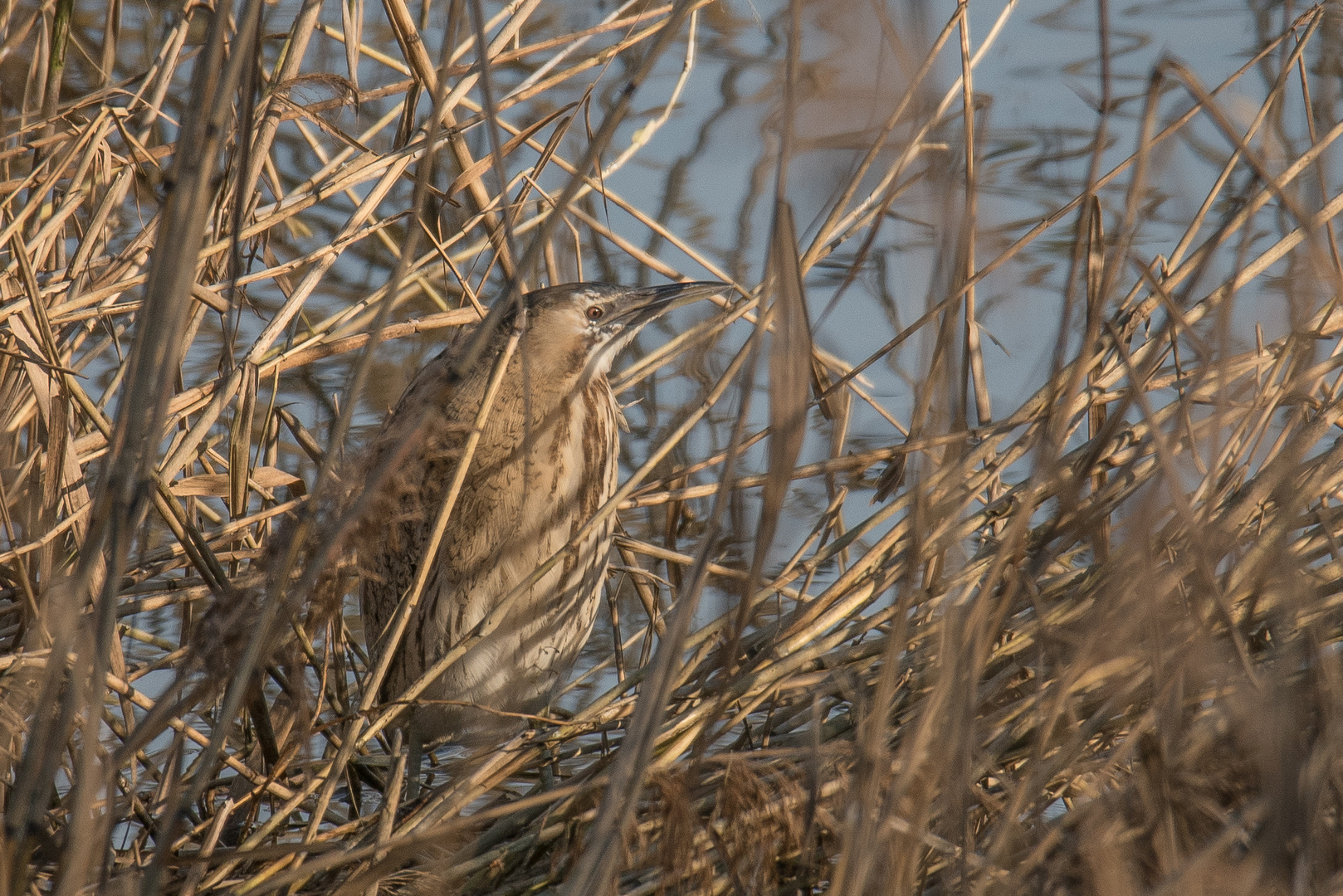 Rohrdommel versteckt