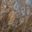 Rohrdommel versteckt