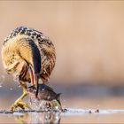 Rohrdommel war erfolgreich