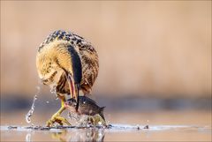 Rohrdommel war erfolgreich