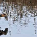 Rohrdommel: Wenn sich nicht nur das Blässhuhn wundert