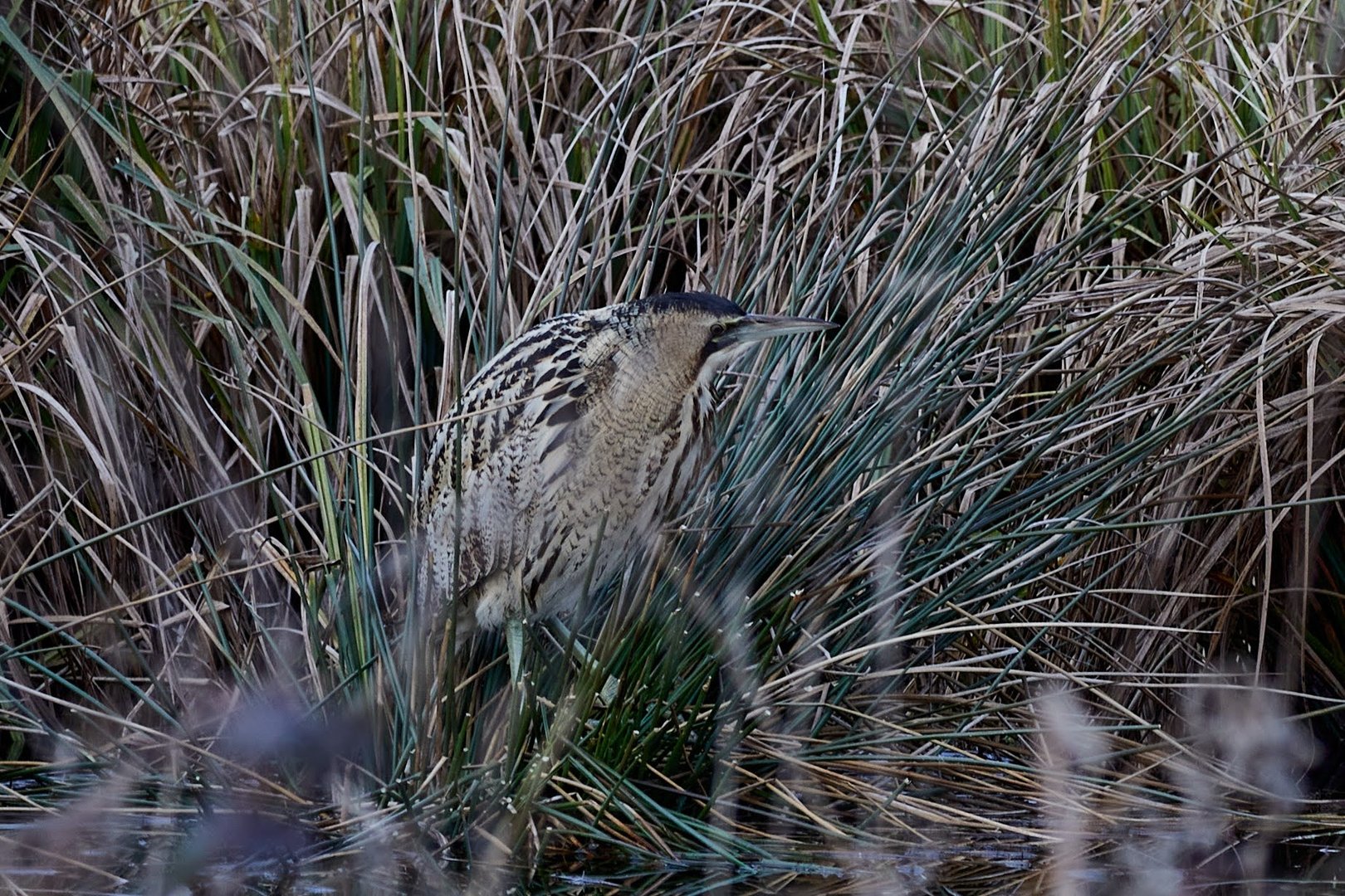 Rohrdrommel, - oder auch Mooskuh, Wasserochse, Riedochse, Moorochse