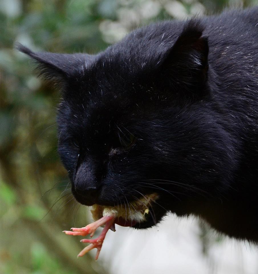 Rohrkatze beim Fressen