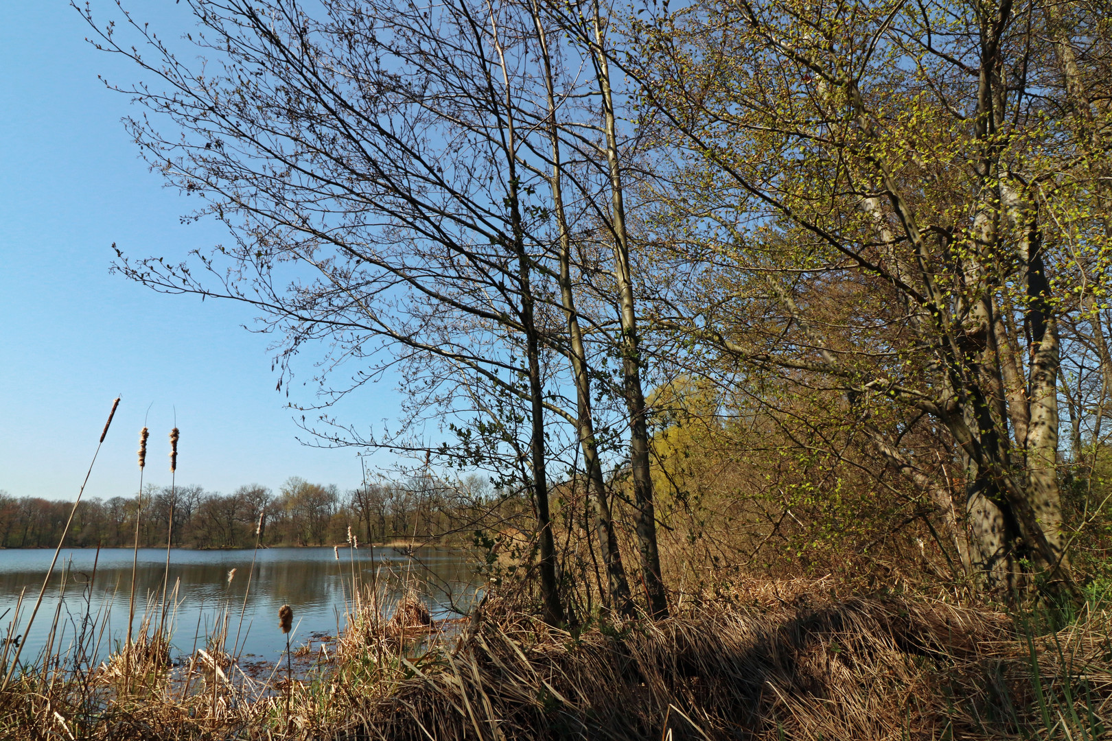 Rohrkolben am Kreuzteich