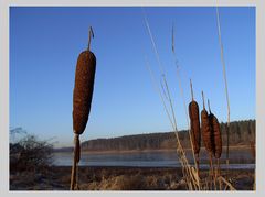 Rohrkolben an der Brucher Talsperre