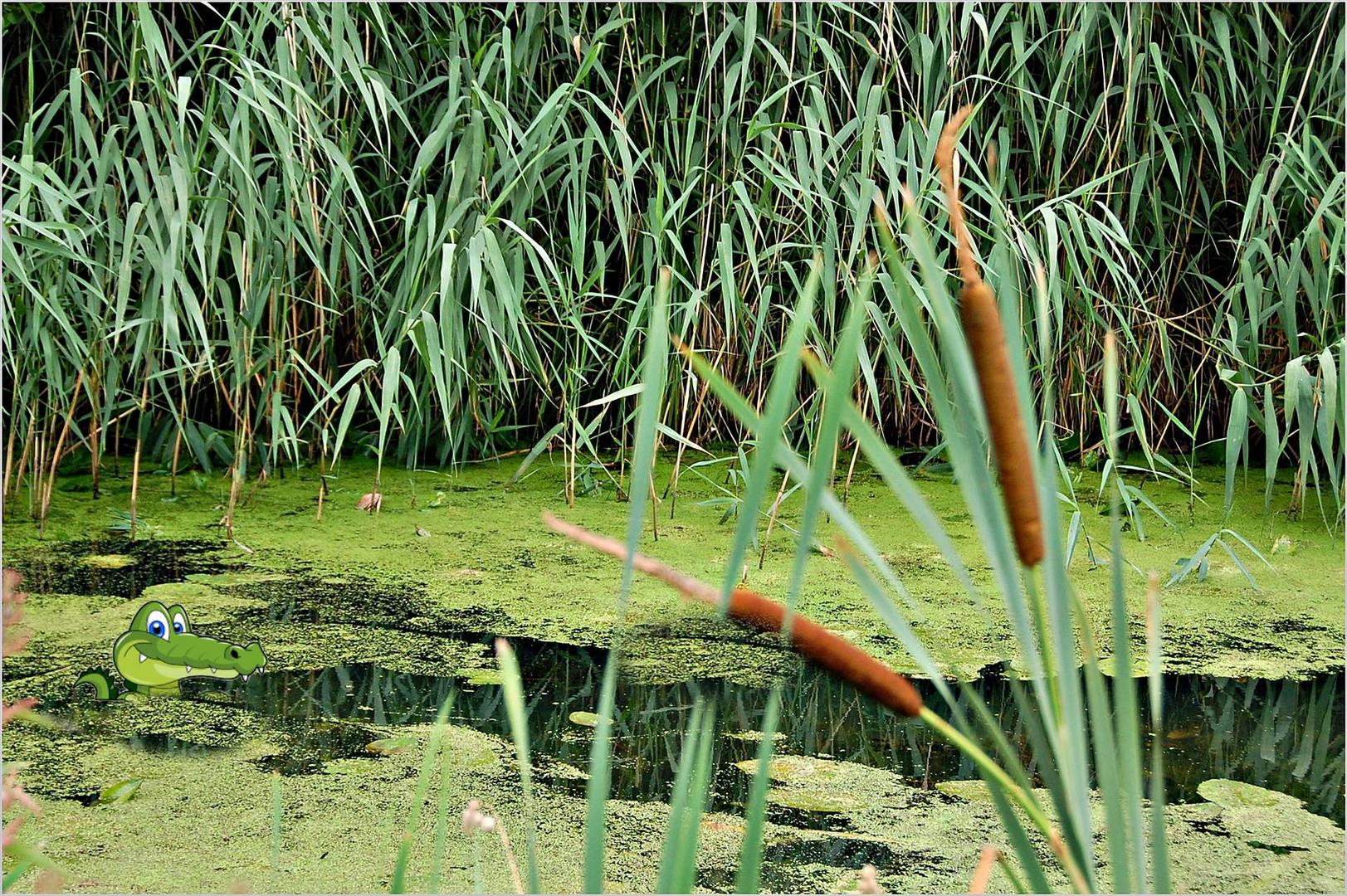 Rohrkolben, Entengrütze und Krokodil -