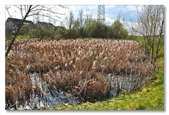 Rohrkolben im Dorfteich