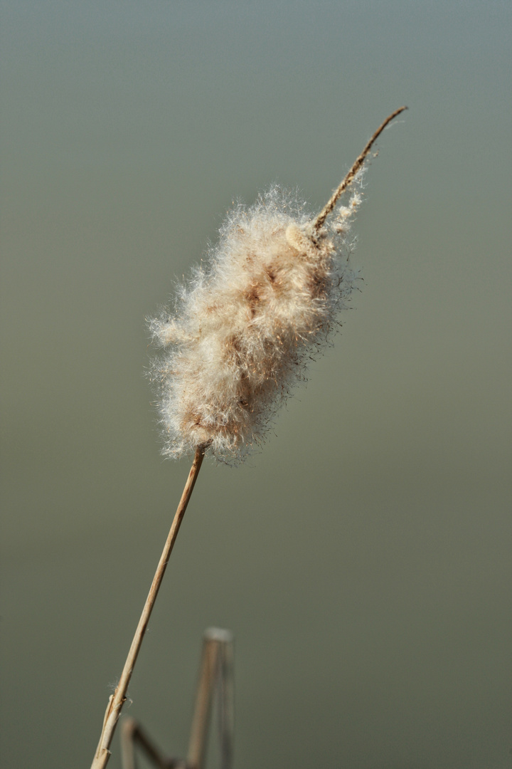 Rohrkolben im Frühling