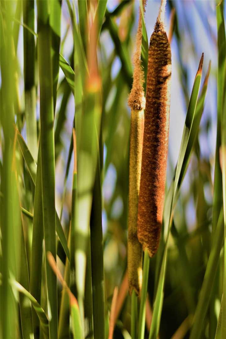 Rohrkolben im Gartenteich Foto & Bild pflanzen, pilze & flechten