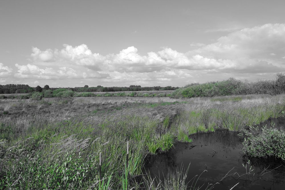 Rohrkolben im Torfmoor