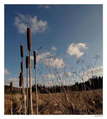 Rohrkolben im Vorfrühling