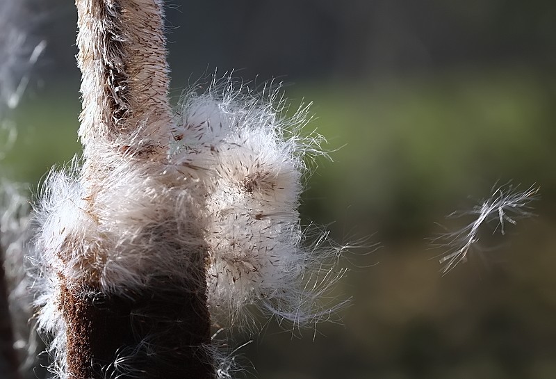 Rohrkolben im Wind