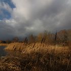 Rohrkolben im Wind