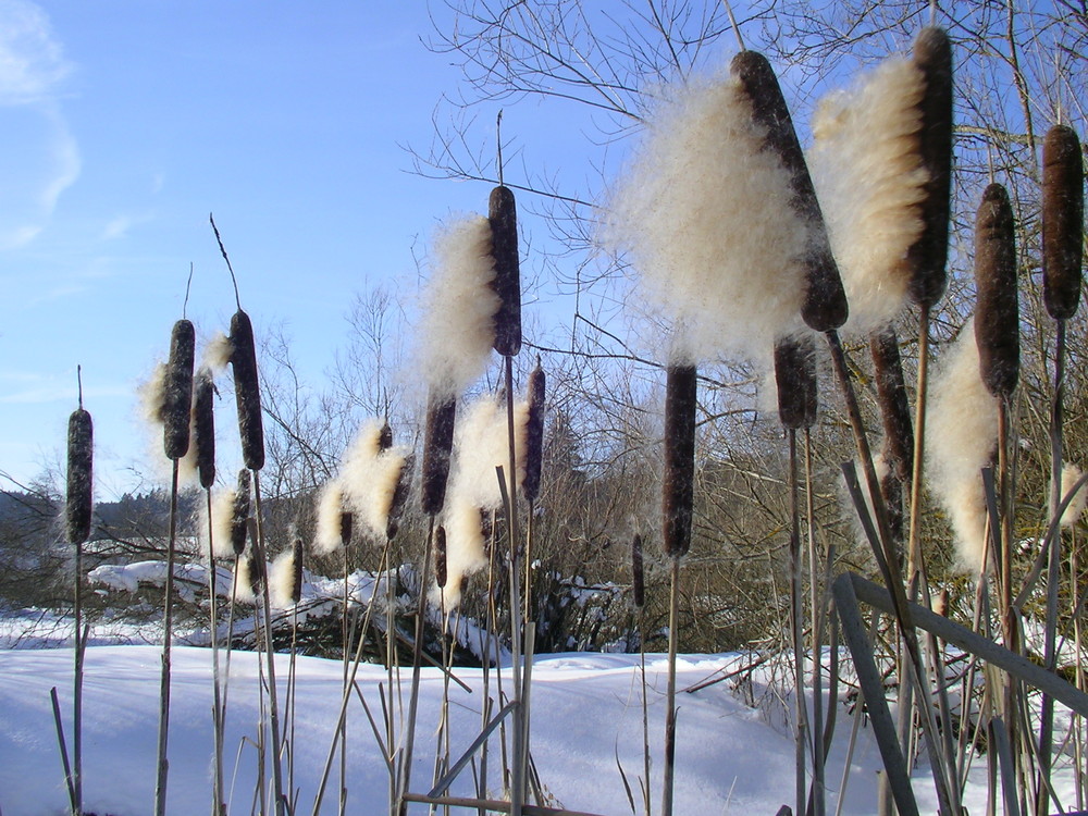 Rohrkolben im Winter