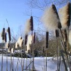 Rohrkolben im Winter