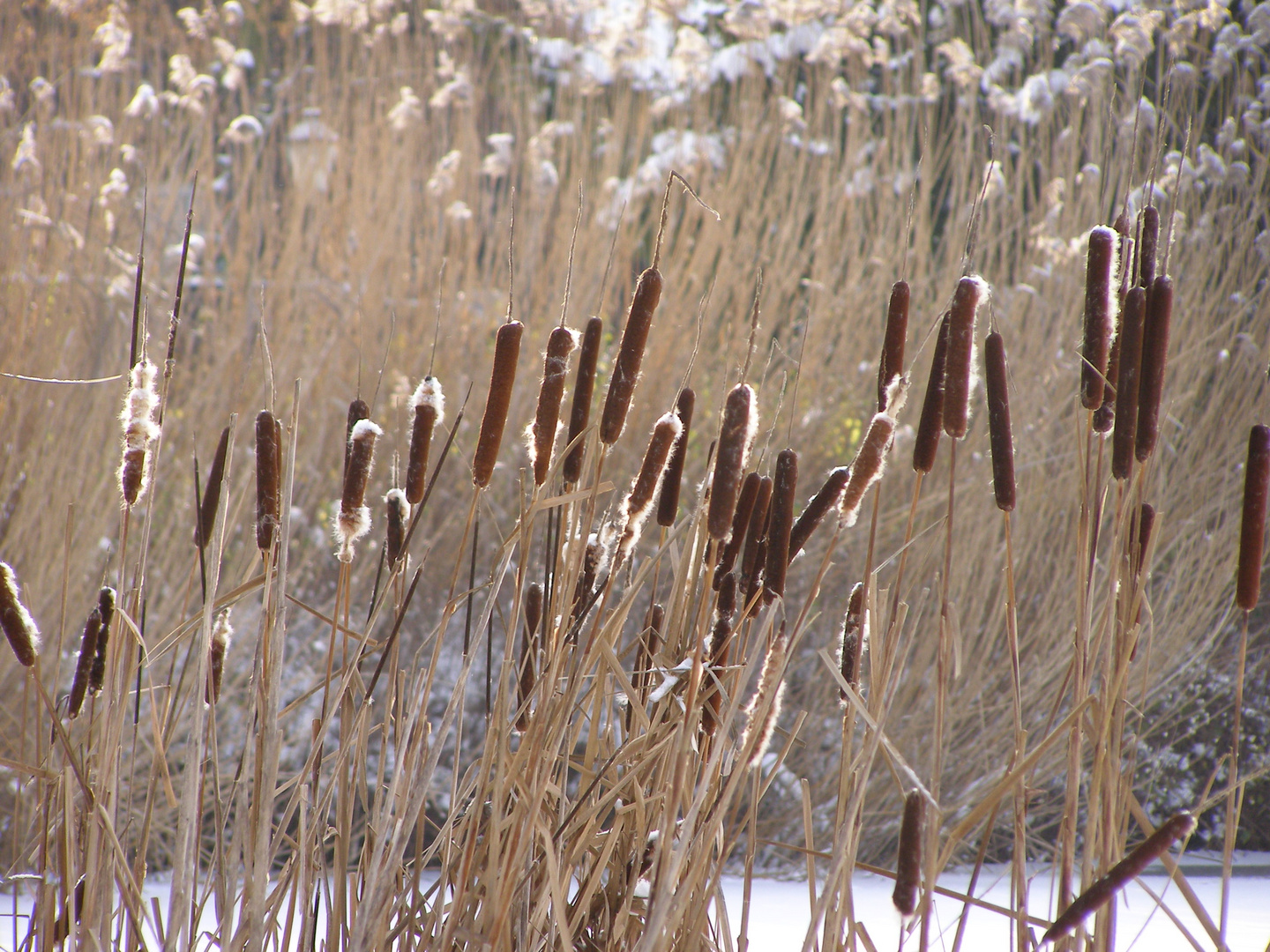 Rohrkolben im Winter.