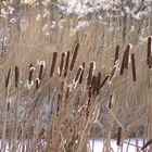 Rohrkolben im Winter.