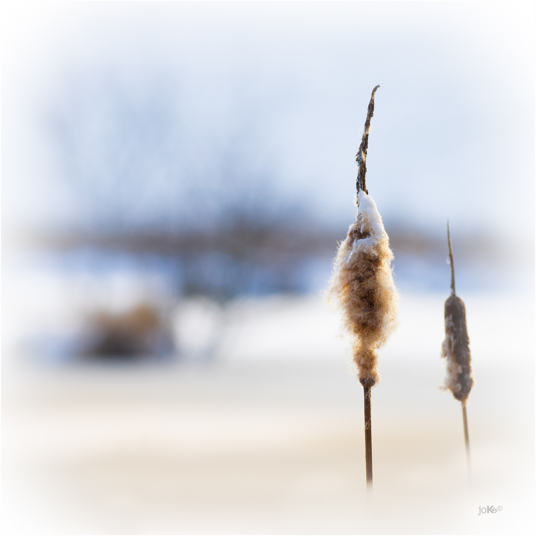 Rohrkolben im Winter