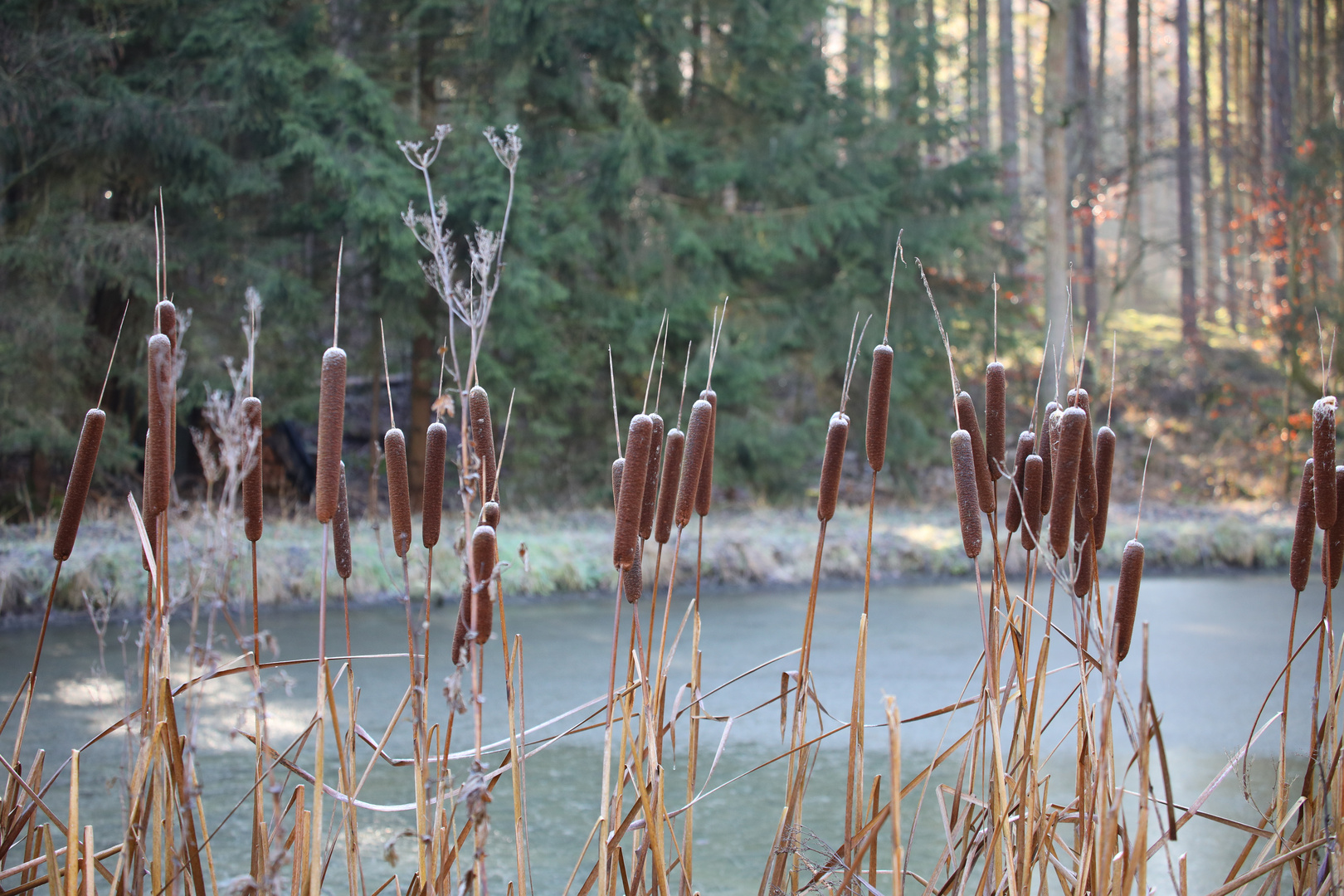 Rohrkolben im Winter