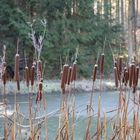 Rohrkolben im Winter