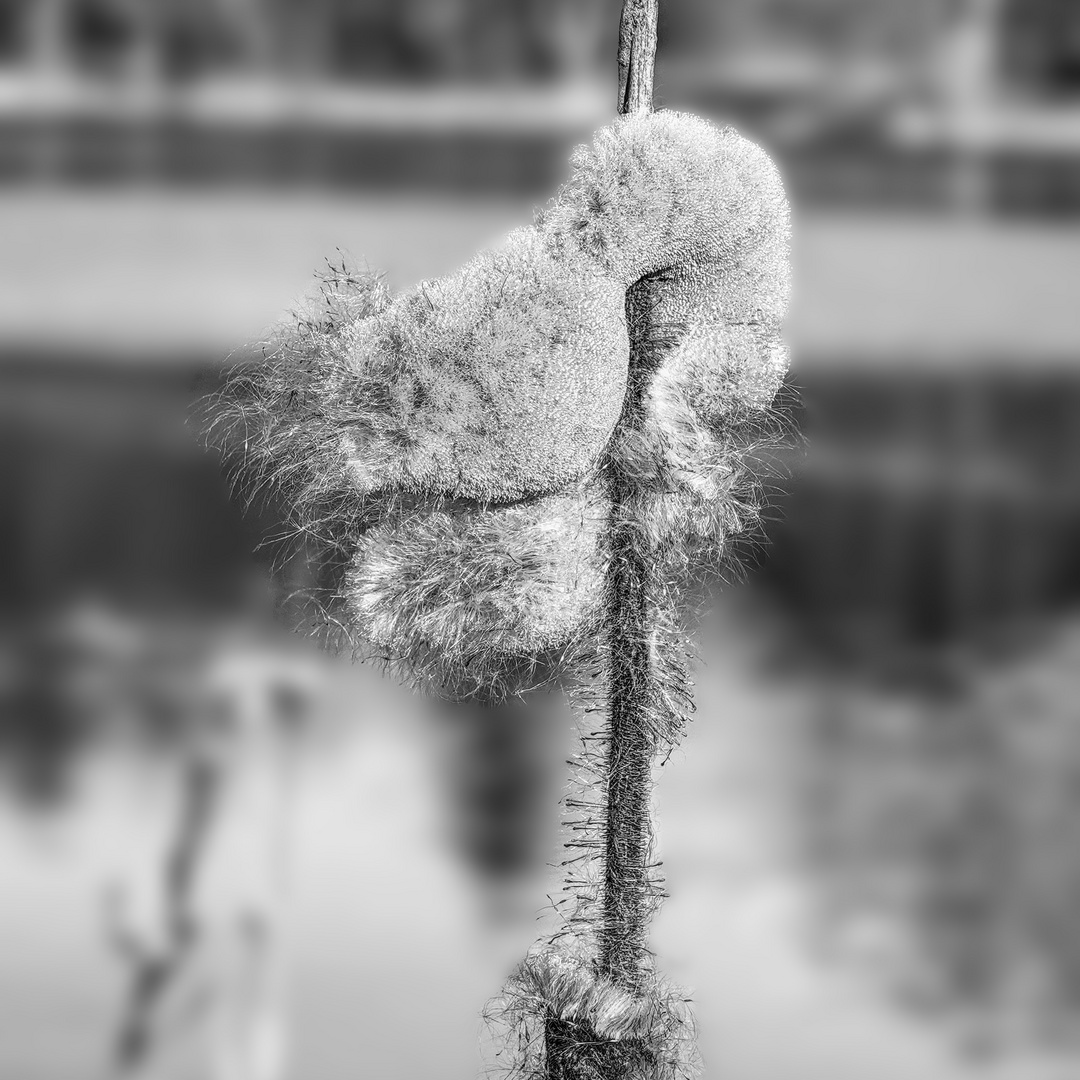 Rohrkolben im Winter