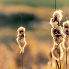 Rohrkolben in der Abendsonne