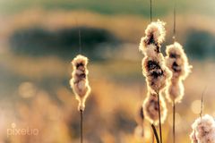 Rohrkolben in der Abendsonne