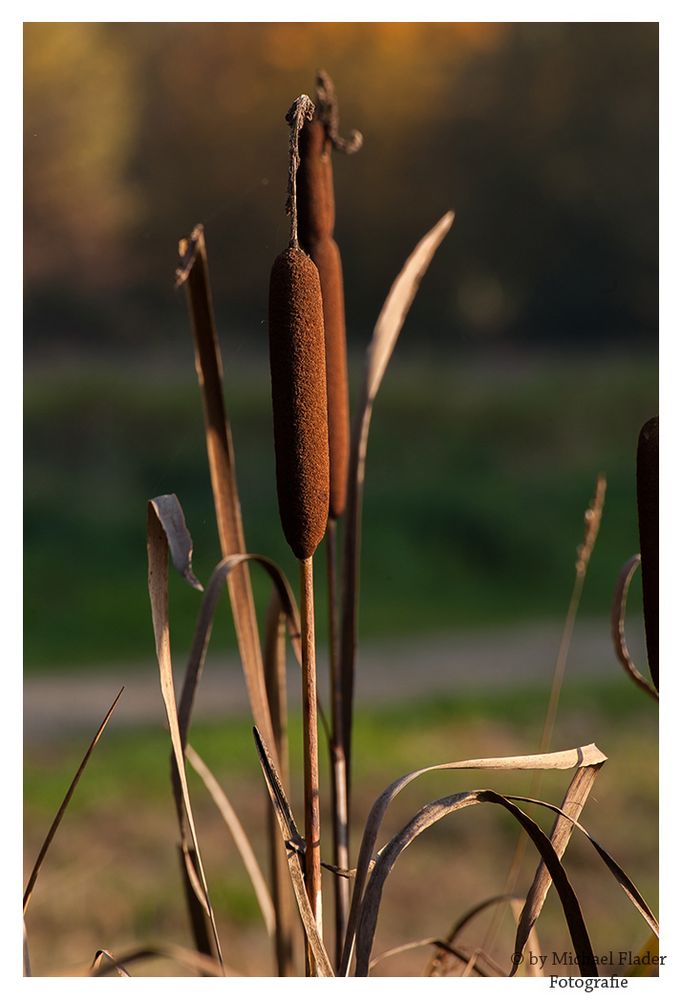 Rohrkolben in der Goldenen Herbstsonne