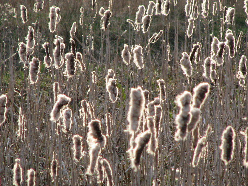 Rohrkolben in der Sonne