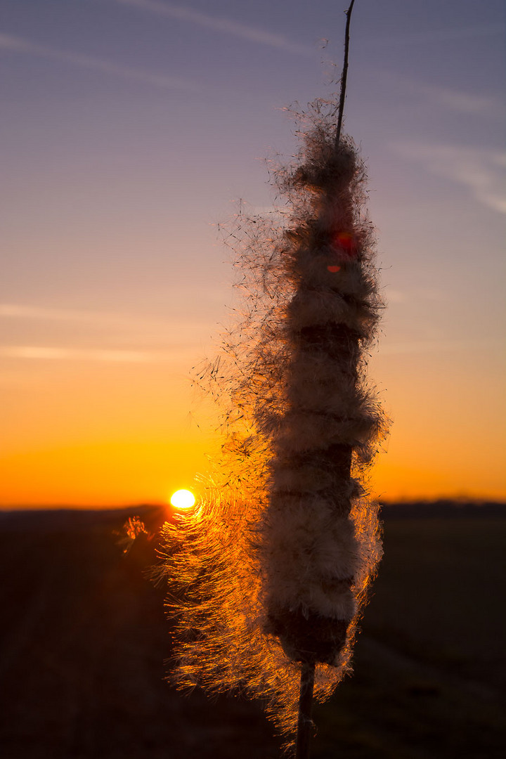 Rohrkolben lassen ihre Samen im Sonnenuntergang fliegen...