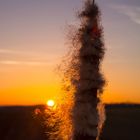 Rohrkolben lassen ihre Samen im Sonnenuntergang fliegen...