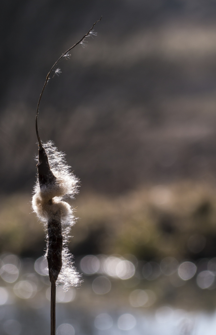 Rohrkolben (Typha)