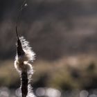 Rohrkolben (Typha)