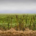 Rohrkolben (Typha) im Nebel