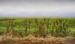 Rohrkolben (Typha) im Nebel