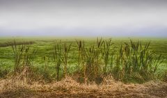 Rohrkolben (Typha) im Nebel