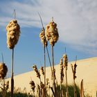 Rohrkolben vor Wanderdüne