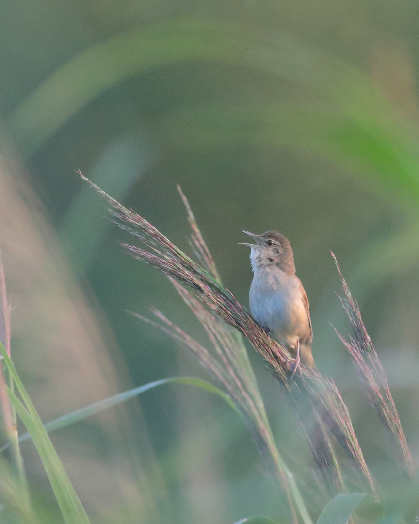 Rohrschwirl Foto & Bild tiere, wildlife, wild lebende vögel Bilder