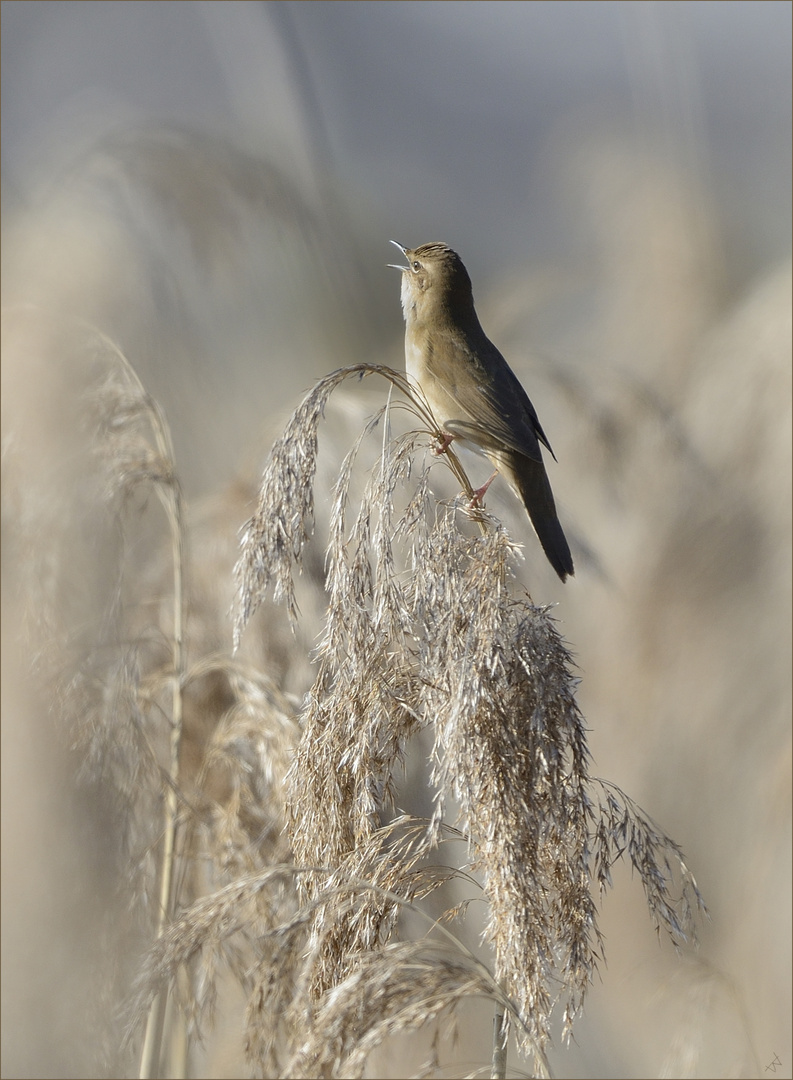 Rohrschwirl Foto & Bild tiere, wildlife, wild lebende vögel Bilder
