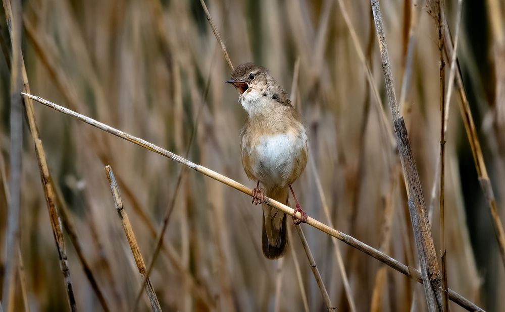 Rohrschwirl - Locustella luscinioides